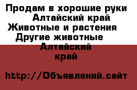 Продам в хорошие руки  - Алтайский край Животные и растения » Другие животные   . Алтайский край